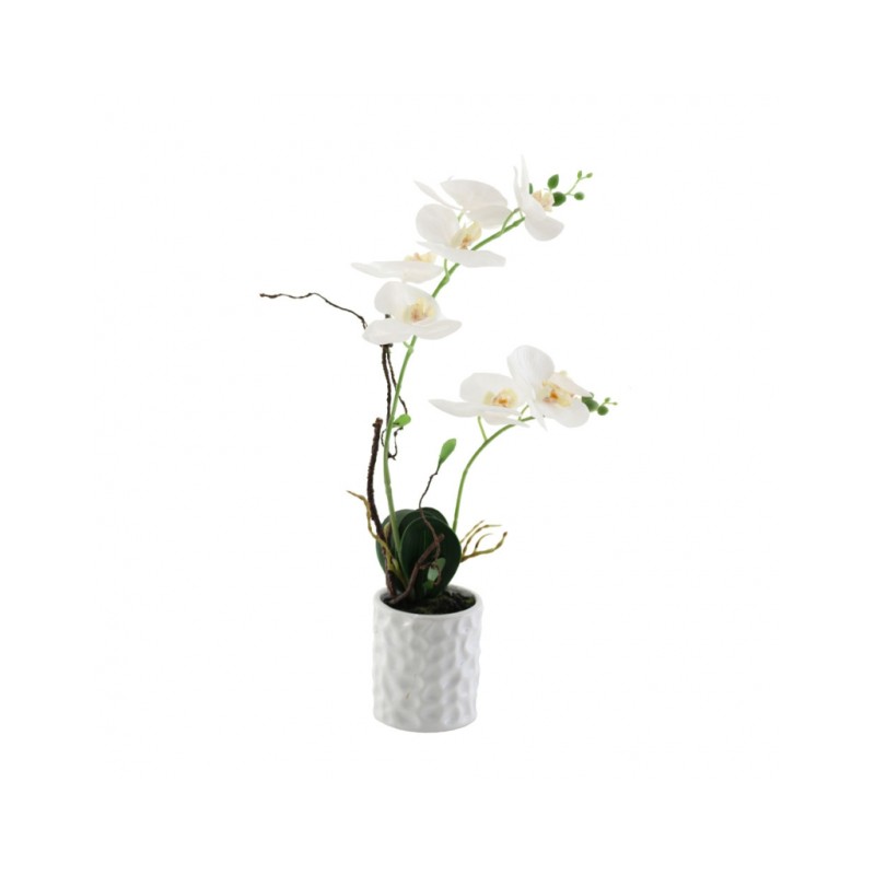 Orquidea blanca 2 tallos