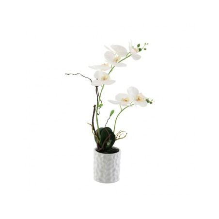 Orquidea blanca 2 tallos