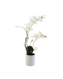 Orquidea blanca 2 tallos