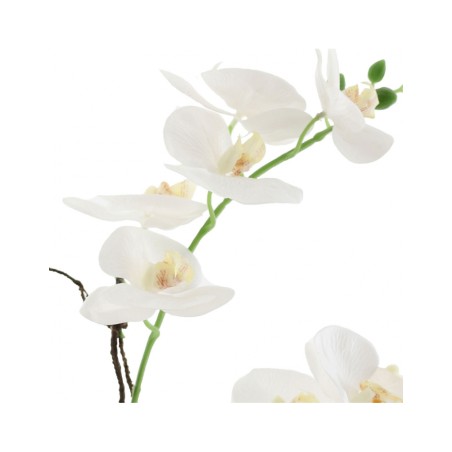 Orquidea blanca 2 tallos