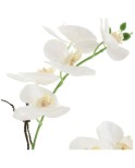 Orquidea blanca 2 tallos