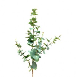 Eucalyptus Verde