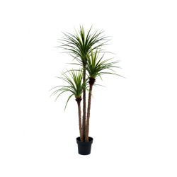 Planta dracaena