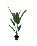 Planta estrelitzia