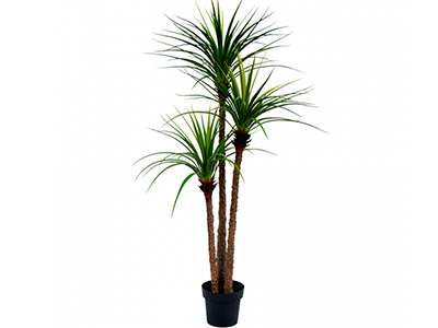 Planta Dracaena